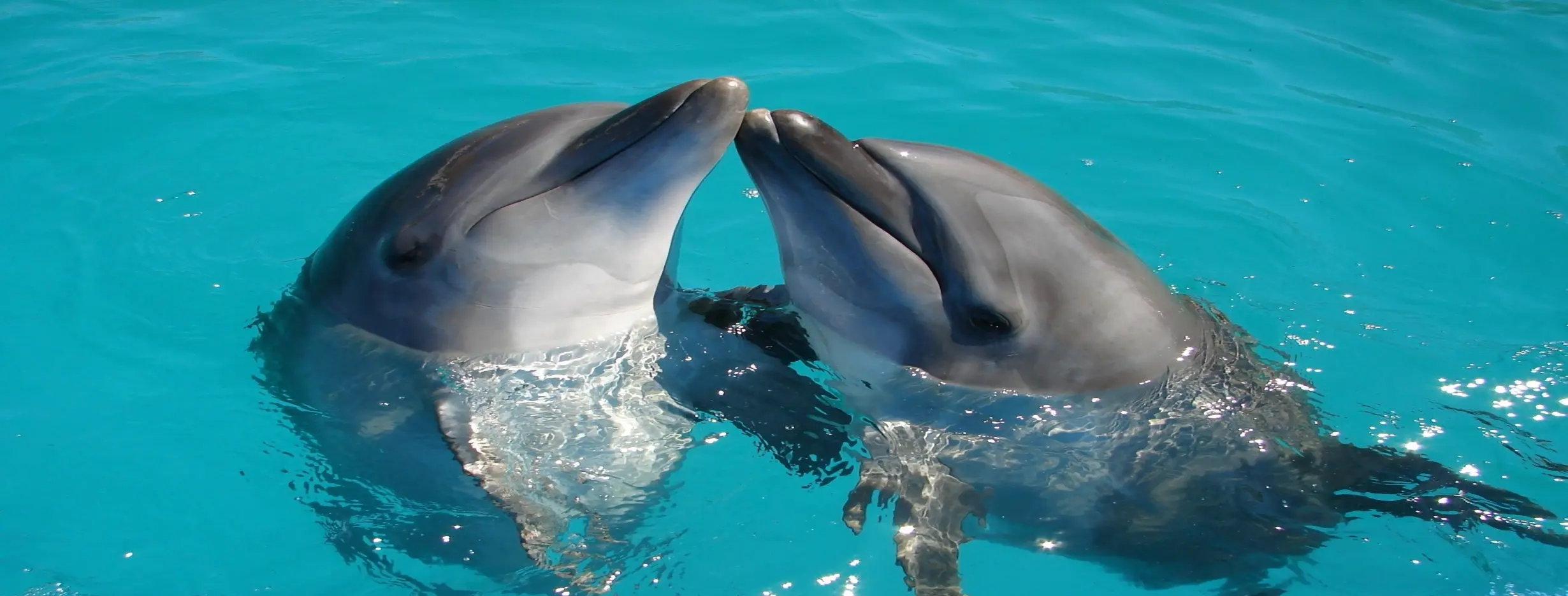 Image for Dolphin Encounter